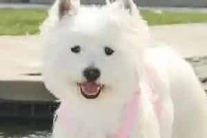 初次带回家的西高地犬防疫工作如何进行(西高地)