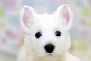 冬天如何料理西高地犬(西高地)