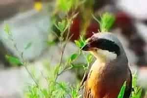 卧室养鸟对人有什么害(不利于人的健康)