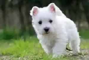 饲养西高地犬我们要注意的问题有哪些(西高地)