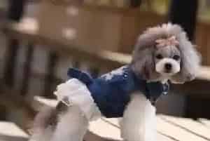 给贵宾犬做耳部护理你学会了吗(贵宾犬)