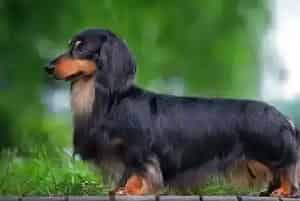 为什么腊肠犬体内会存在寄生虫呢(腊肠犬)