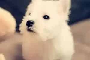 探讨西高地犬突然翻脸的原因(西高地)