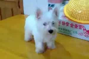 怎样才能纠正西高地改掉乱捡东西的坏习惯(西高地)