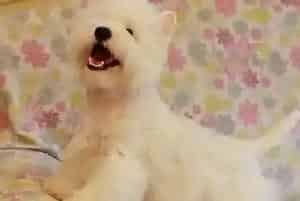 怎样克服西高地犬的恐惧心理让它变勇敢(西高地)
