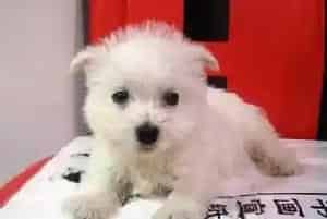 如何让西高地度过一个健康快乐的夏天(西高地)
