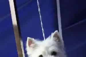 西高地犬吃蔬菜有哪些讲究(西高地)