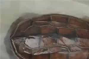 养几只乌龟好(养乌龟的风水注意事项)