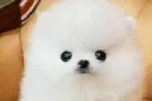 适时交配 博美犬交配的理想时间(博美犬)