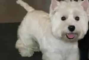 西高地犬的生活习性 天生本能(西高地)
