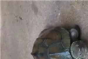 乌龟是甲鱼吗(乌龟跟甲鱼是2个品种)