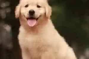 金毛犬突然干咳而且呕吐应用什么药物(金毛)