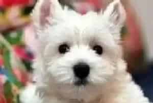 新手饲养西高地犬的必读手册(西高地)