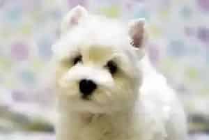 怎样解释西高地犬非常喜欢吃泥沙与草(西高地)