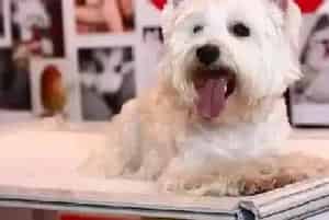 求解答 关于西高地得细小和犬瘟的一些问题(西高地)