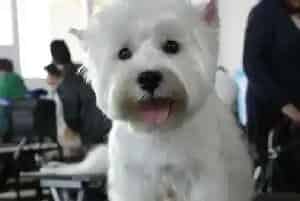 如何让西高地成为游泳达人(西高地)
