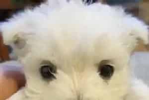 被打针的西高地咬伤了还需要打狂犬疫苗吗(西高地)