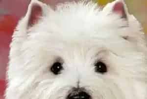 健康饲养狗狗 西高地毛发护理有妙招(西高地)