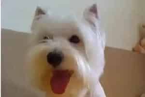 让西高地犬延年益寿的秘诀(西高地)