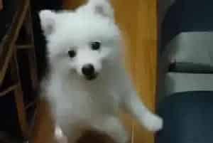 银狐犬感冒天天打针后骨头上起包了怎么办(银狐犬)