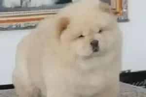 松狮犬不同的年龄段需要哪些合理饮食(松狮犬)