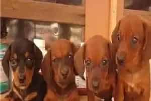 才买回来的腊肠犬怎么接种疫苗及驱虫(腊肠犬)