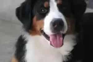 健康新篇章 伯恩山犬注射疫苗后出现过敏的治疗方法(伯恩山犬)