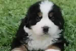 给伯恩山犬购置玩具的讲究有哪些(伯恩山犬)