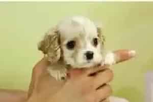 养好可卡犬需具备的几大主要要素(可卡犬)