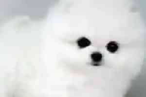 七个月的博美犬应该吃多少饭 经常拉肚子怎么办(博美犬)