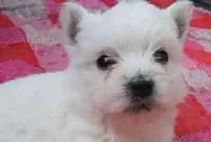 怎样看西高地犬是否怀孕了(西高地)
