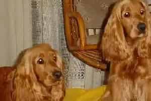2014选购小常识 轻松购买到称心如意的可卡犬(可卡犬)