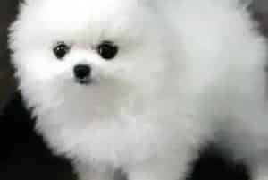 博美犬打完疫苗之后就开始呕吐正常吗(博美犬)