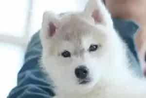 小哈士奇特别爱睡觉是正常现象吗(哈士奇)