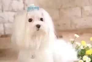 马尔济斯犬一兴奋就会漏尿怎么纠正(马尔济斯)