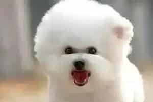 比熊犬老咬自己的毛是怎么了(比熊犬)