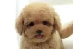 养贵宾犬有哪些你所不知道的饲养错误(贵宾犬)