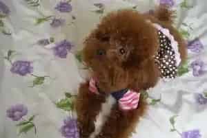 正确防暑新方法 贵宾犬安然度夏的必要条件(贵宾犬)