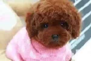 炎热夏季可以给泰迪犬吃雪糕吗(泰迪犬)