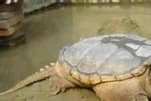 小鳄鱼龟好养吗(提供一块高出水面的石头)