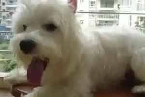 给西高地洗澡的三个小窍门(西高地)