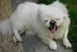 两个月怀孕全程指导之如何护理怀孕期间的京巴犬(京巴狗)