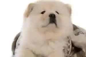 松狮犬受伤后最常见的安全隐患——破伤风(松狮犬)