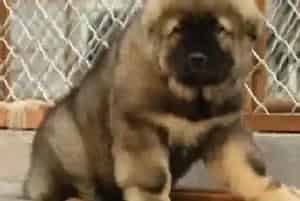 高加索犬最近总挑食有什么方法纠正吗(高加索犬)
