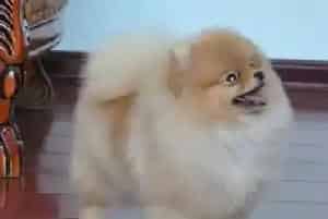主人们不在家 博美犬的私生活是怎样的(博美犬)