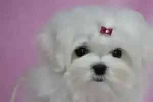 美容圣经之怎样护理好马尔济斯犬(马尔济斯)