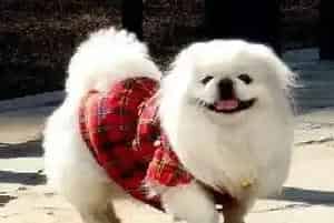 宠物狗训练秘籍 轻松搞定京巴犬常见的三个不良行为(京巴狗)