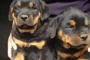 四个月的罗威纳犬只吃两顿饭这正常吗(罗威纳犬)