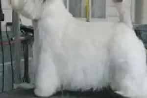 西高地最近吃的很少是怎么回事(西高地)