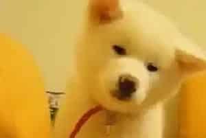 安全保卫战 如何保证秋田犬的健康和生命(秋田犬)